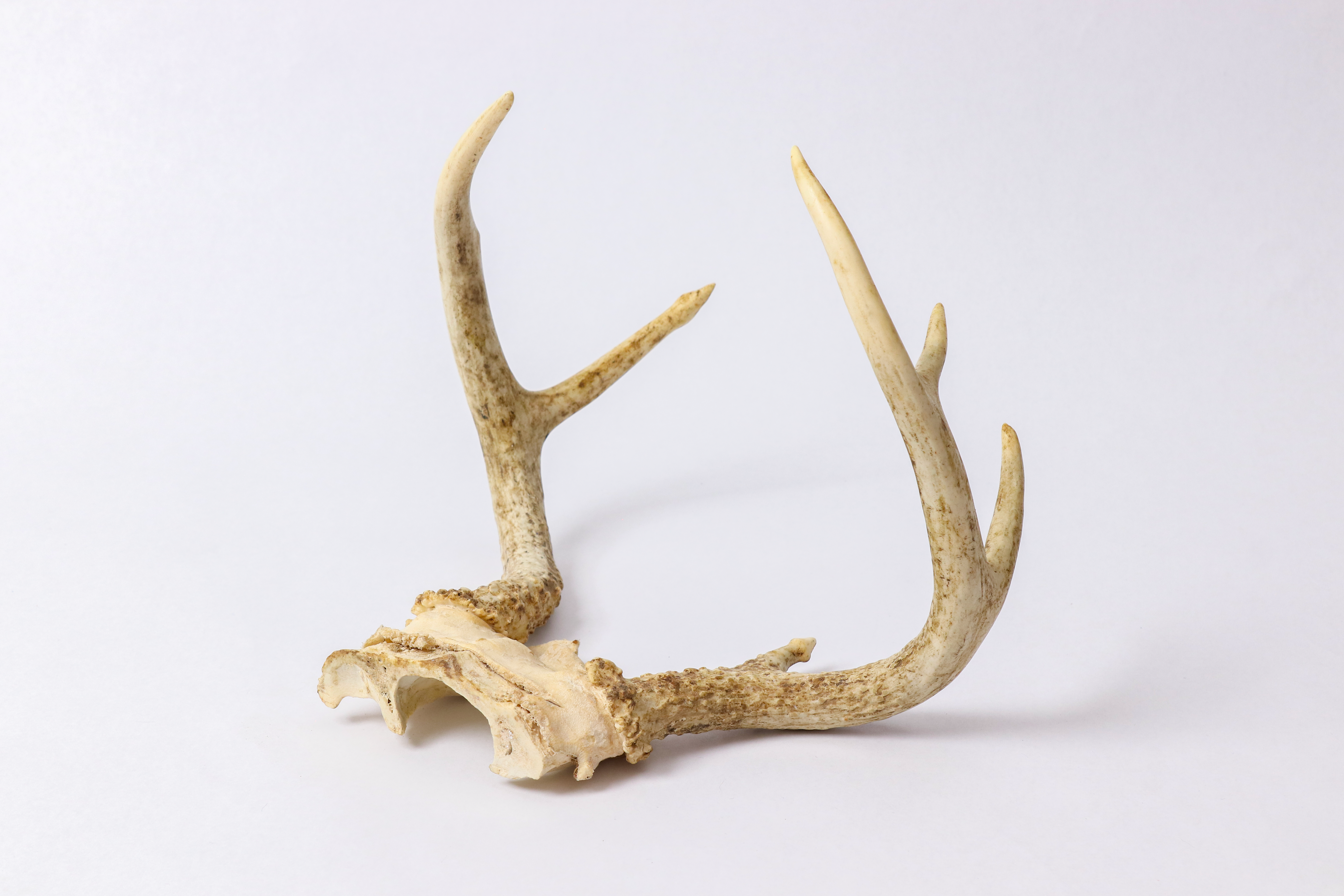 Bone, tortoise shell, horn, antlers, coral, mother-of-pearl and other animal carving material and articles thereof (including articles obtained by moulding)