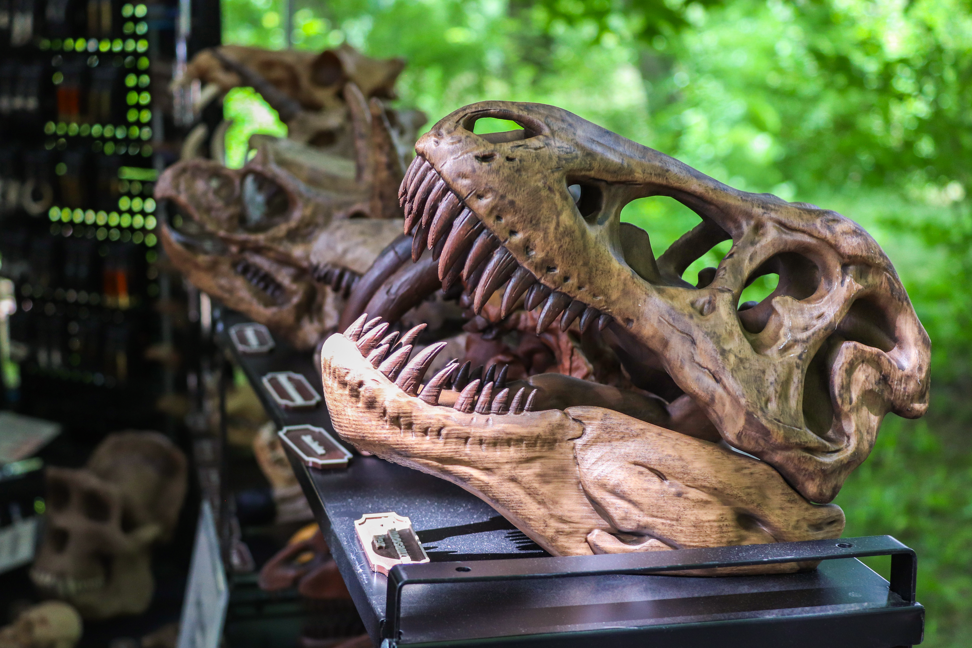 Detailed view of a Tyrannosaurus Rex skull replica displayed in a shop setting.