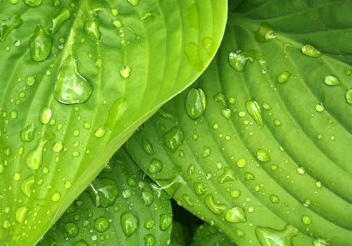 Free Water Dews on Green Leaves Stock Photo