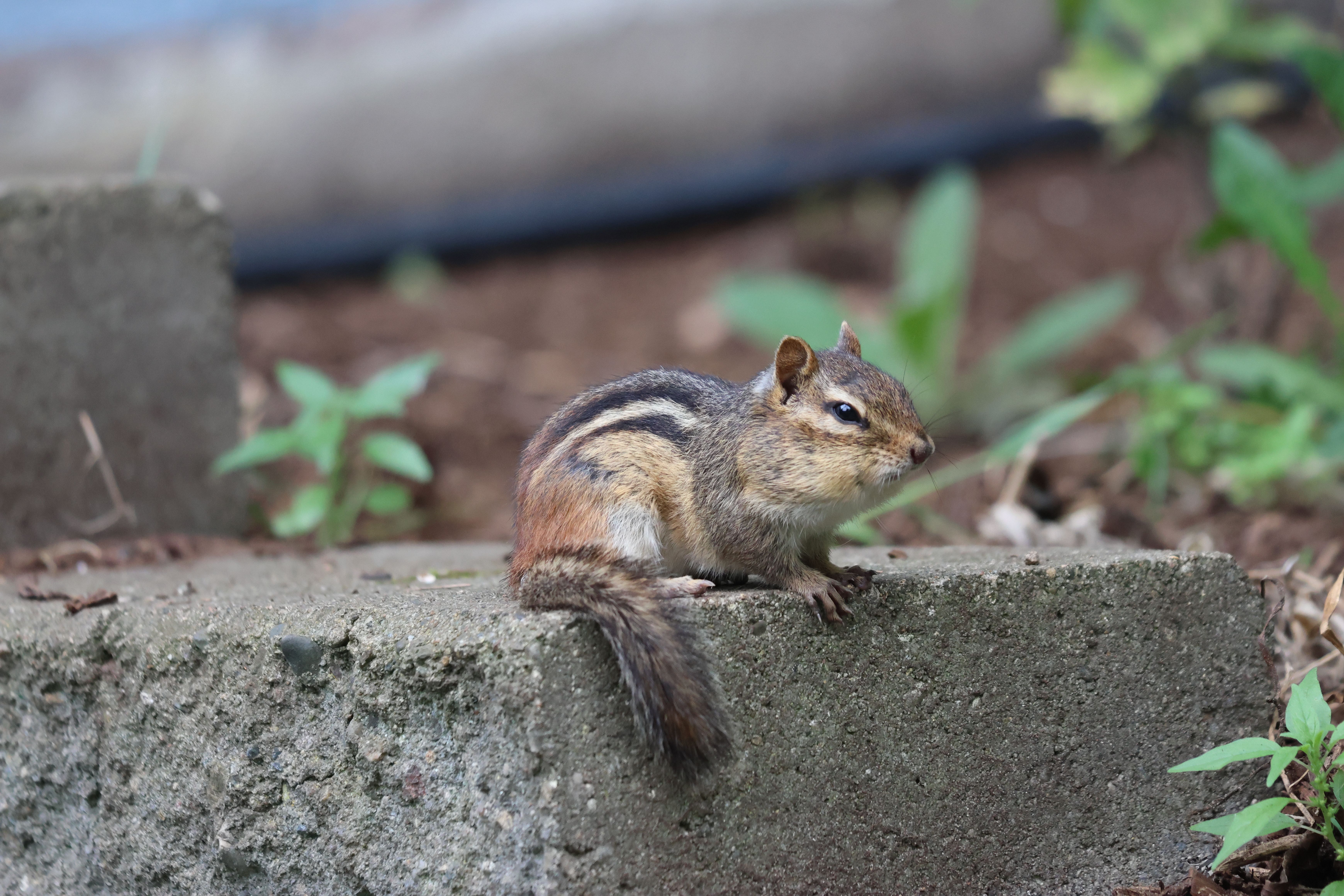 Cute chipmunk perched on a concrete step, captured in Burnsville, Minnesota.