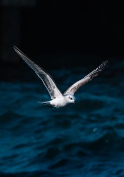 Seagull soaring gracefully over the deep blue waves of Mudanya, Türkiye.