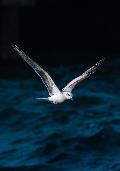 Free Seagull soaring gracefully over the deep blue waves of Mudanya, Türkiye. Stock Photo