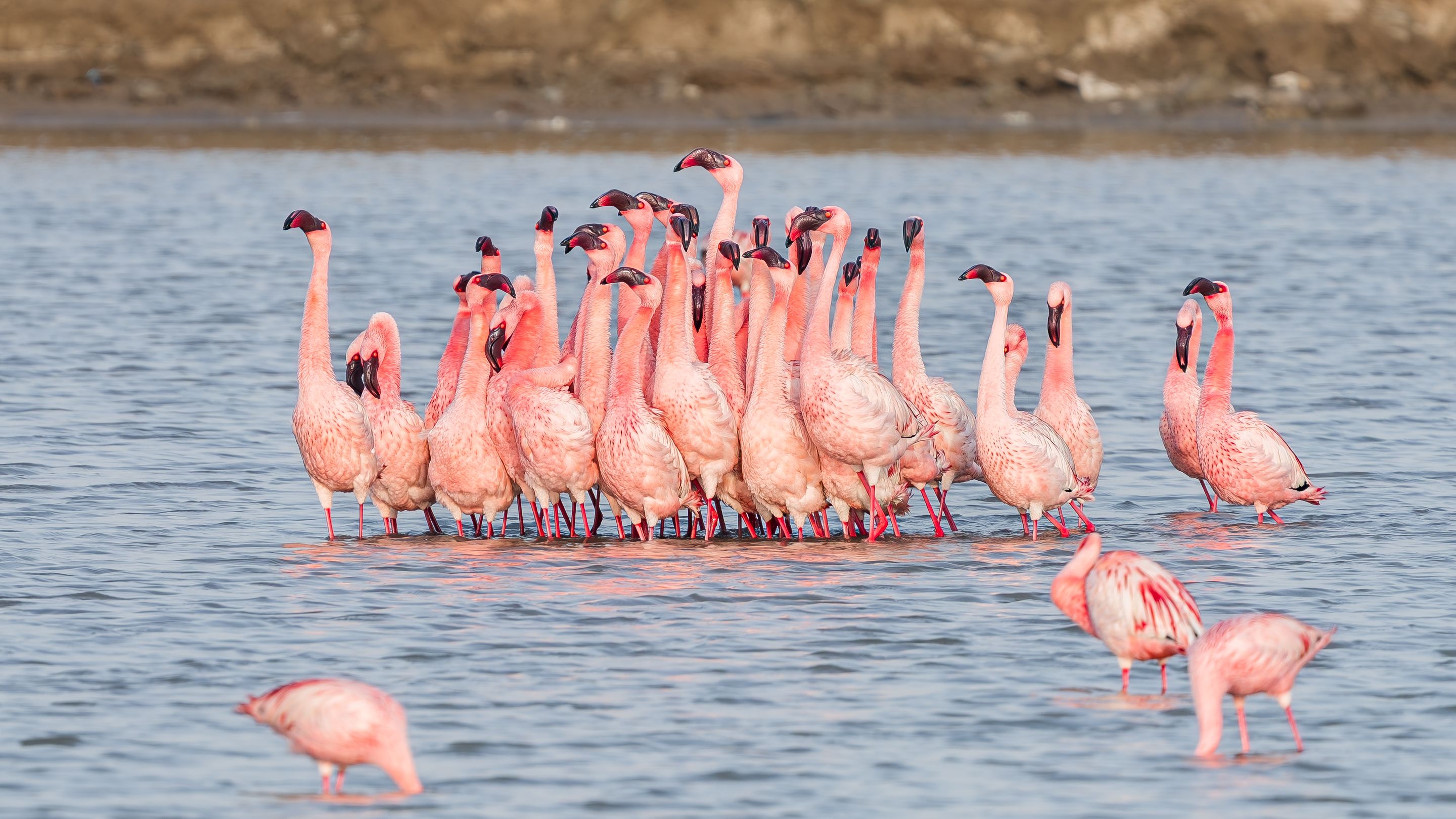 A flock of vibrant lesser flamingos wading in the waters of Rozibet, Gujarat, India.