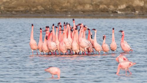 Free A group of lesser flamingos in their natural habitat at Rozibet wetland, Gujarat, India. Stock Photo