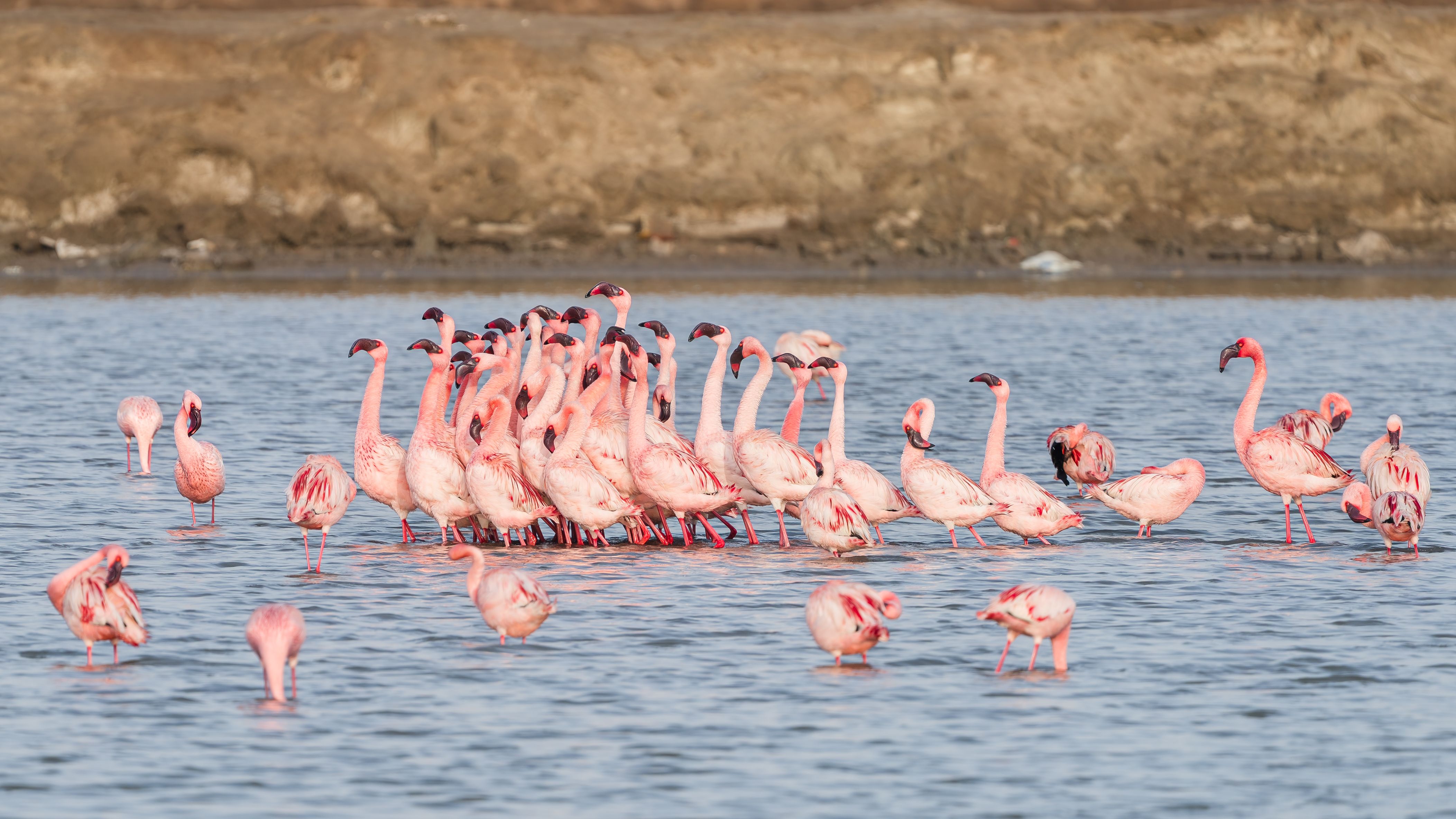 A vibrant flock of lesser flamingos (Phoeniconaias minor) in Rozibet, Gujarat, India, displaying natural habitat in wetlands.