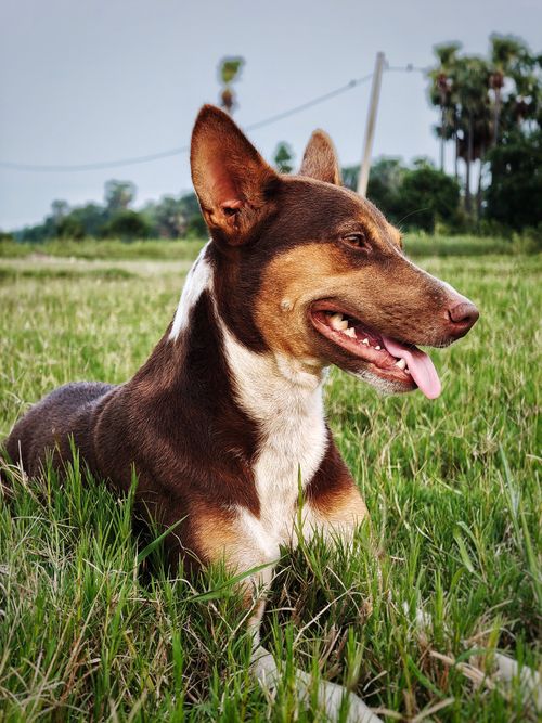 Free A brown dog lays in a grassy field, enjoying the sunny outdoors. Stock Photo
