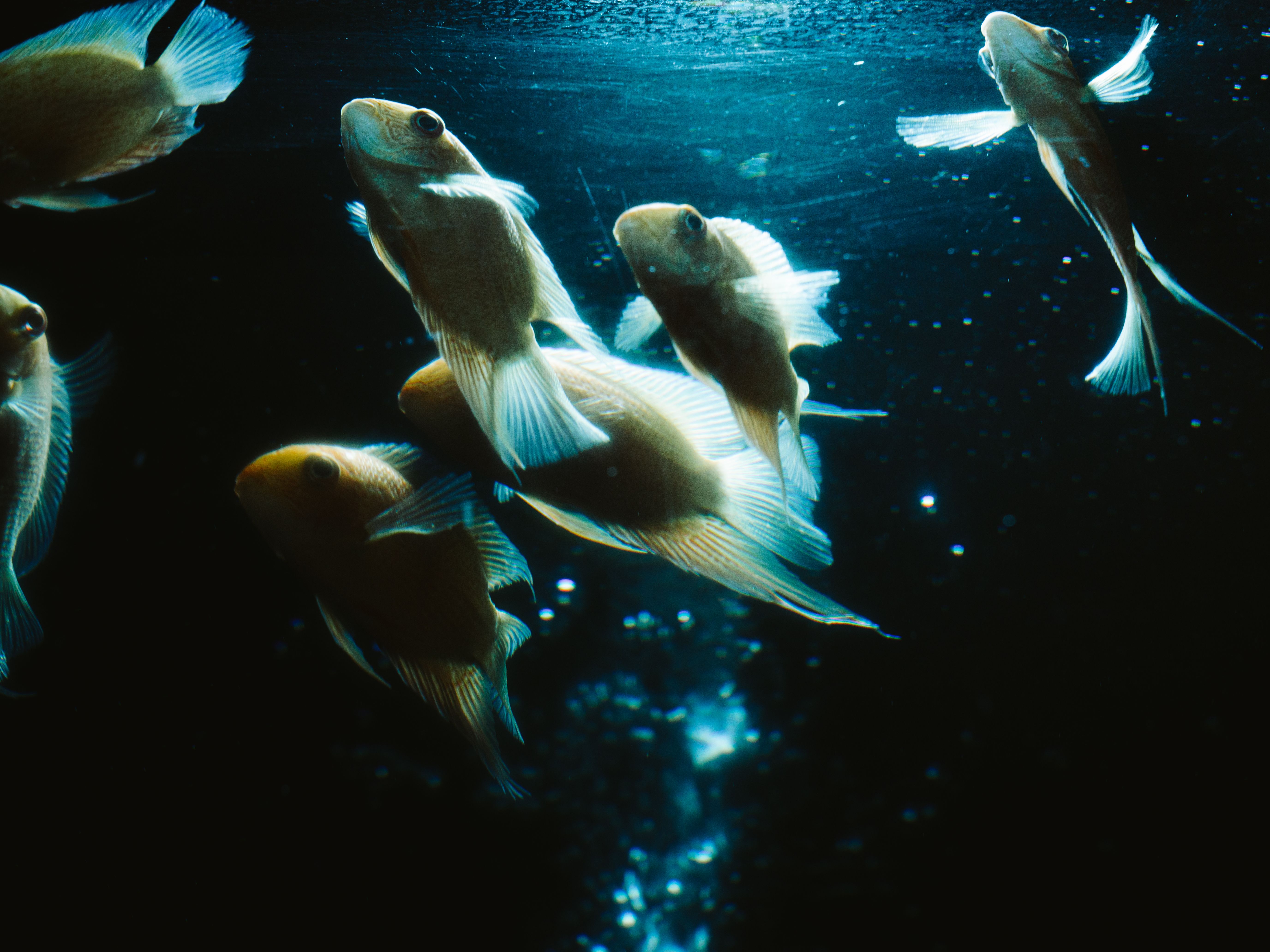 A captivating view of fish swimming gracefully under illuminated water in an aquarium.