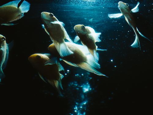 Free A captivating view of fish swimming gracefully under illuminated water in an aquarium. Stock Photo