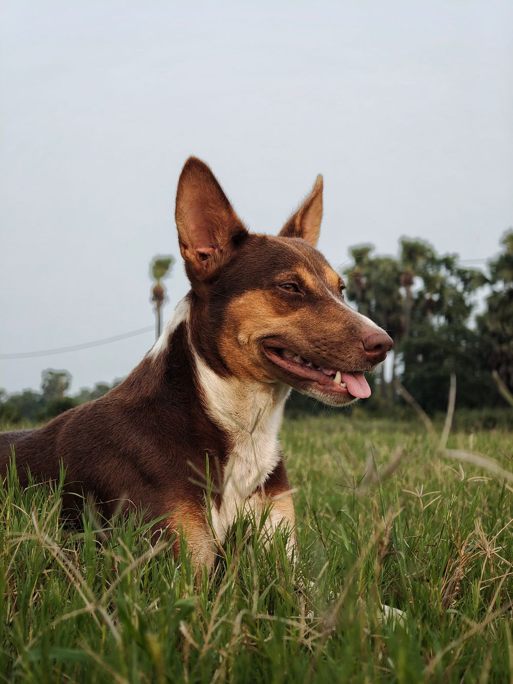 Australian Kelpie, photo 4