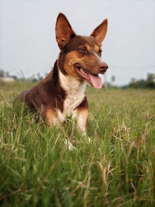 Free A brown and white dog sits attentively in a lush green field, enjoying a pleasant day outdoors. Stock Photo