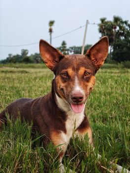 Cute dog with big ears enjoying a sunny day outdoors in a grassy field.