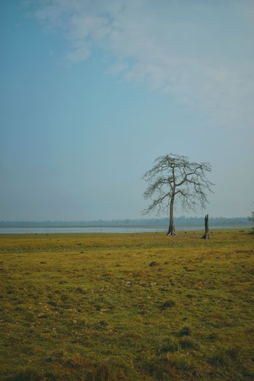 Free A lone tree stands near a calm lake in Kaziranga National Park, exuding tranquility and solitude. Stock Photo