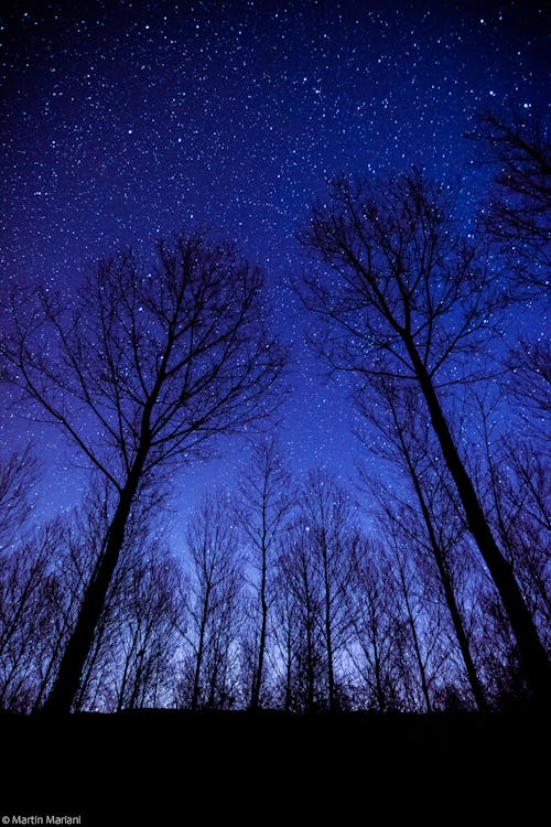 Free stock photo of astro, astrophotography, forest