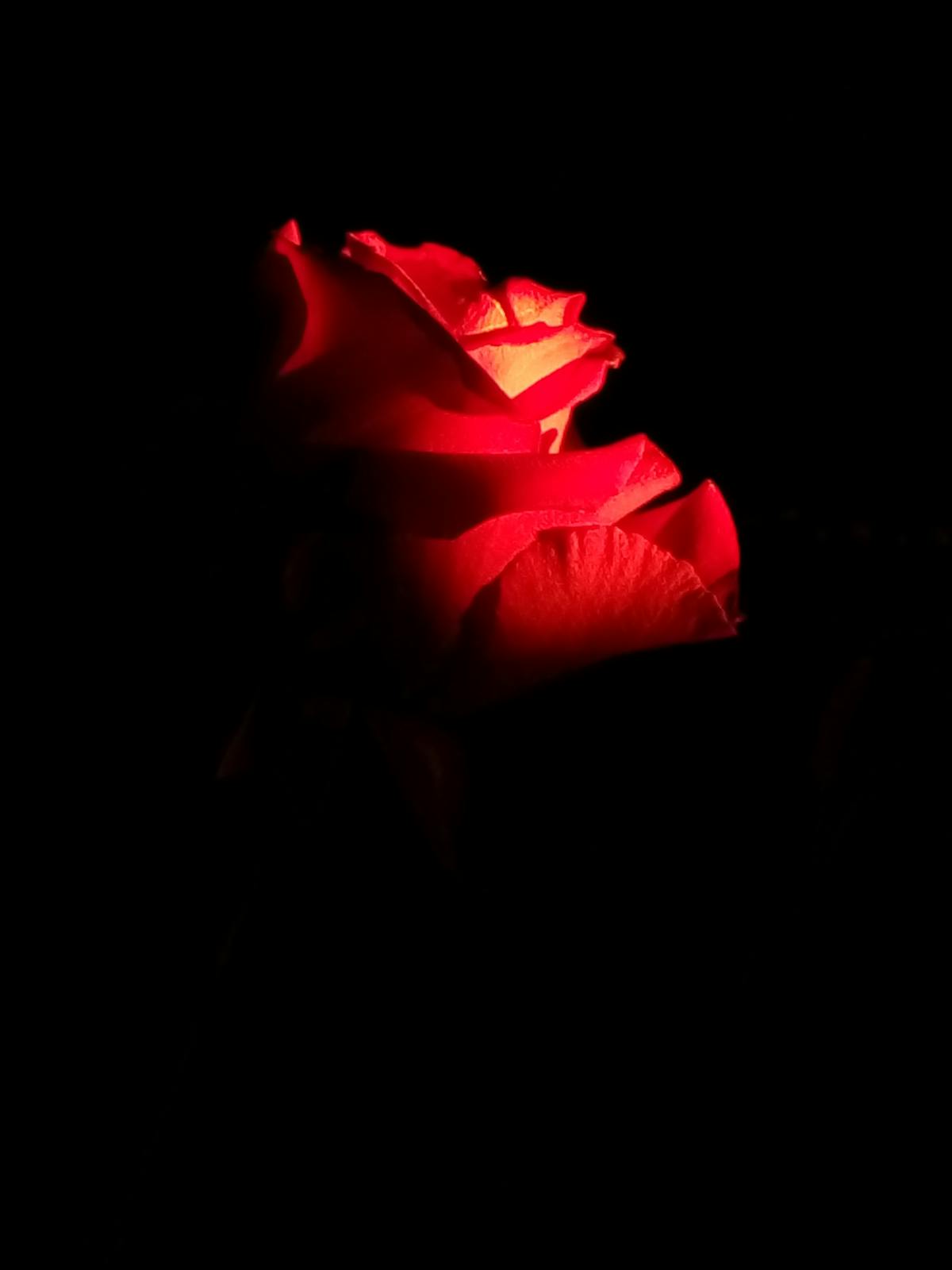 Medical professional reviewing breast imaging on a screen