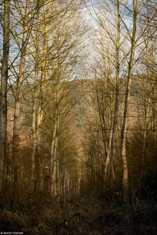 Free stock photo of forest, landscape, paint