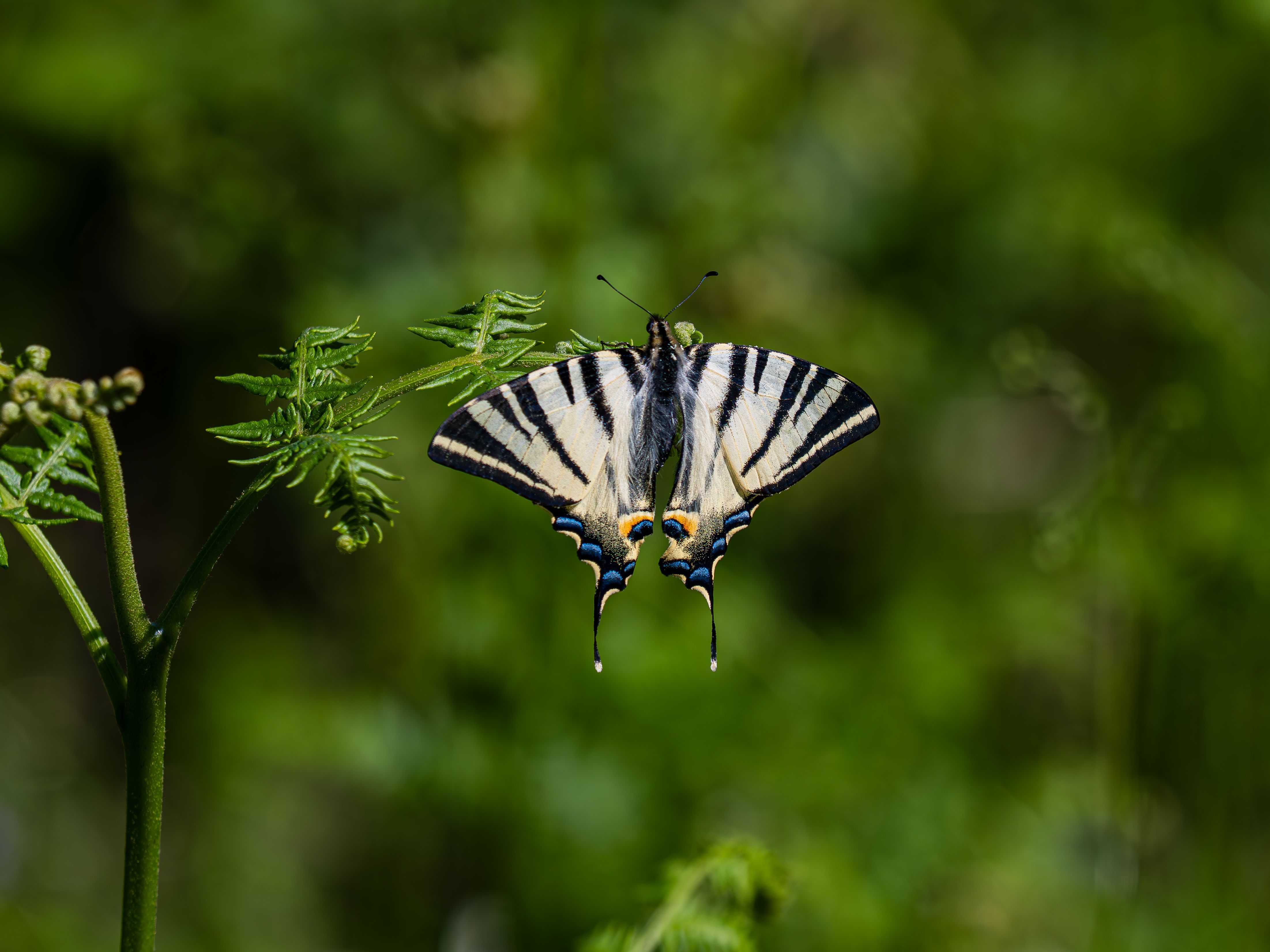 Detailed macro image of Iphiclides podalirius butterfly on a green fern leaf.