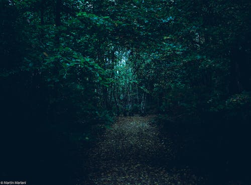 Free stock photo of 4k wallpaper, folklore, forest
