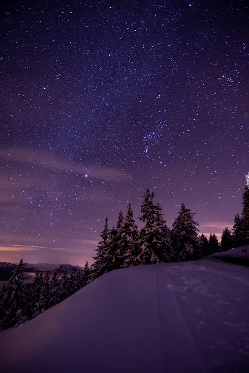 無料 夜の青空の下で雪に覆われた地面に緑の松の木 写真素材