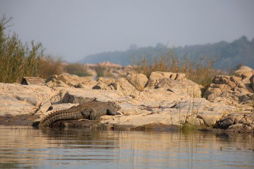 Crocodile basking on rocks by water in Panna, Madhya Pradesh, India.