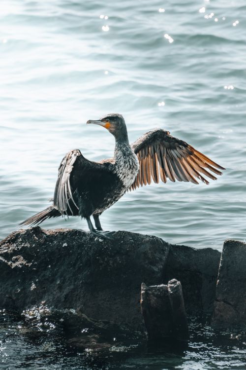 Free A cormorant stretches its wings while perched on a rocky ledge by the water's edge. Stock Photo