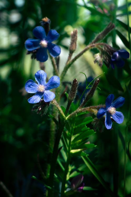 Free Close-up of vibrant blue wildflowers basking in sunlight. Stock Photo