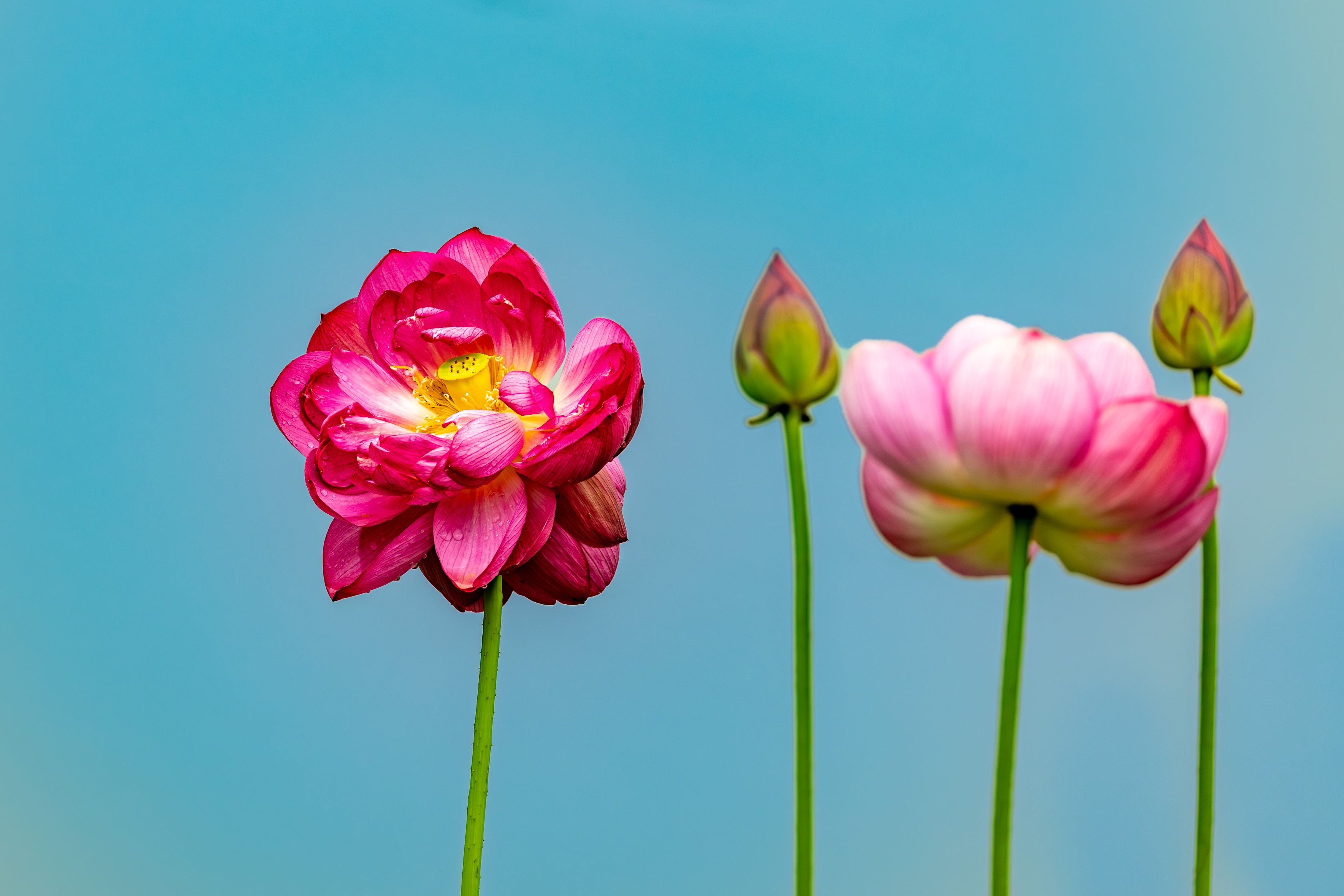 [ColoSach]-bright-pink-lotus-flowers-in-bloom-with-buds-against-a-serene-blue-sky.