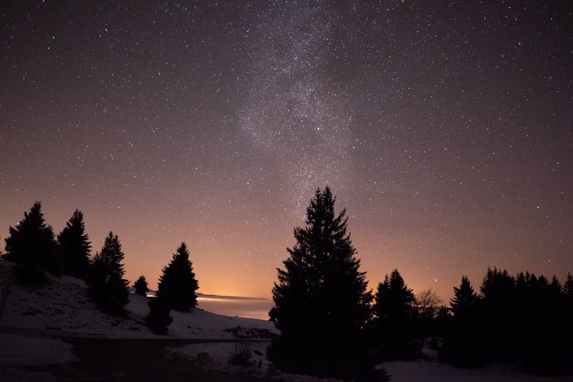 Schattenbild Der Bäume Unter Sternenklarer Nacht