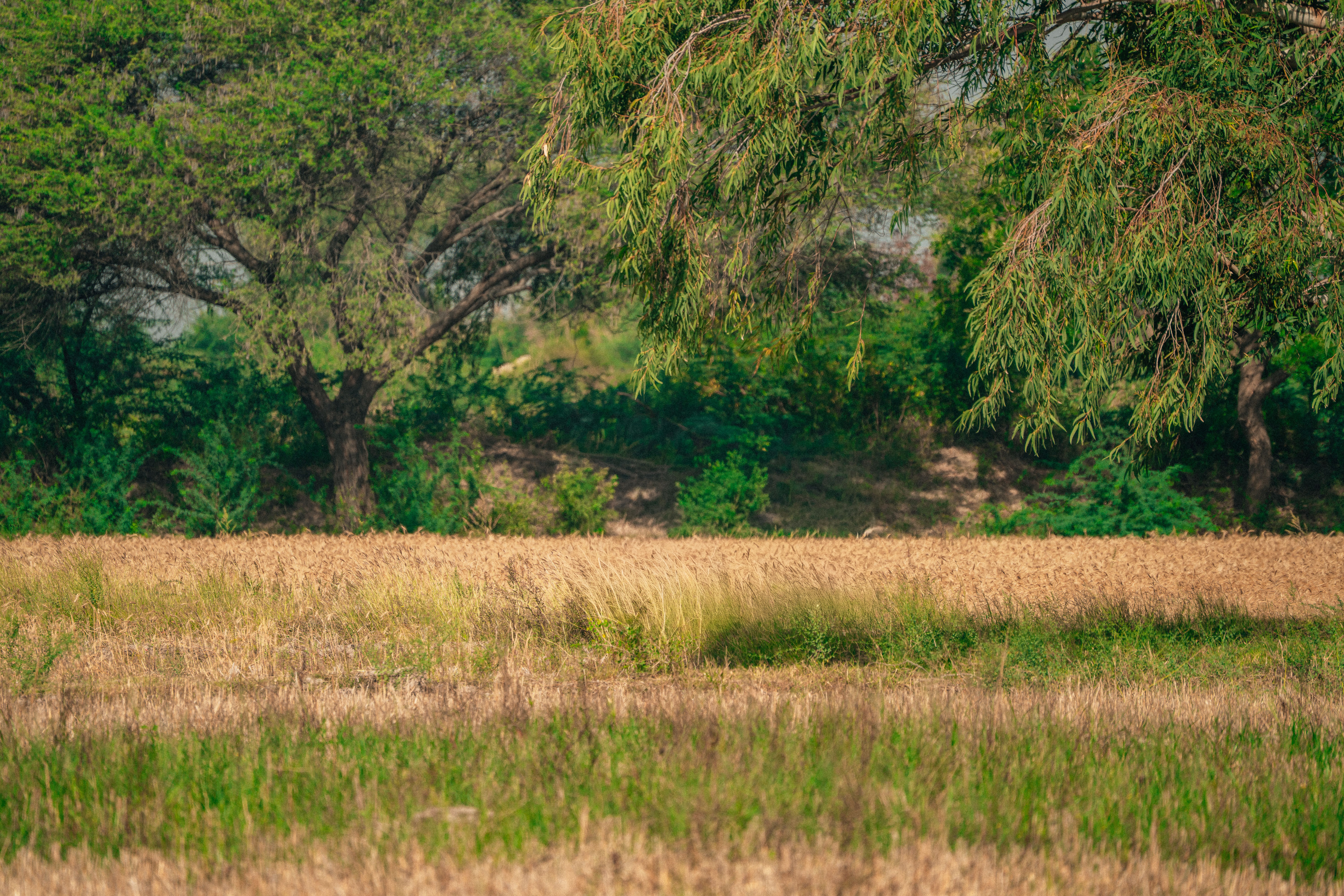 A tranquil rural landscape featuring a wheat field and lush green trees.