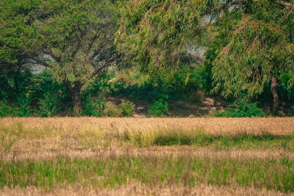 A tranquil rural landscape featuring a wheat field and lush green trees.
