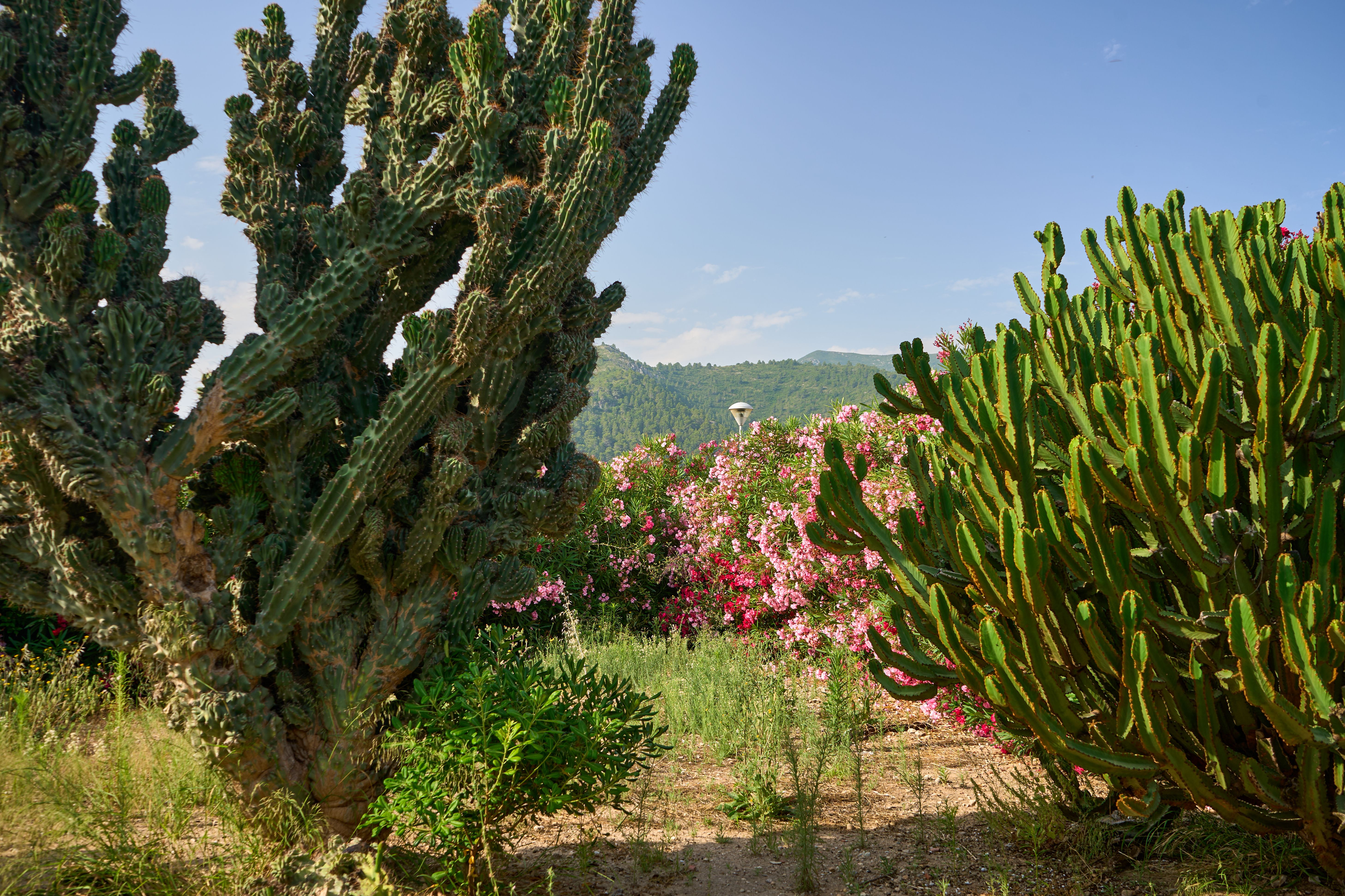 Jardí Botànic i muzeum przyrodnicze