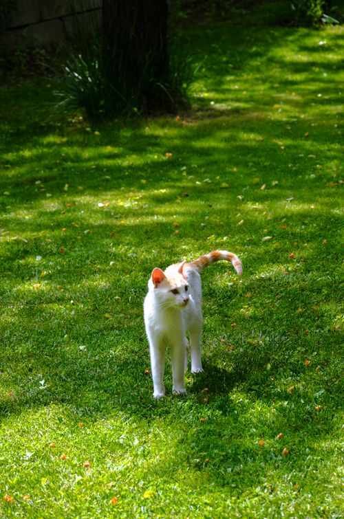 Free A white cat with orange markings enjoys a sunny day on lush green grass in Erzincan, Türkiye. Stock Photo