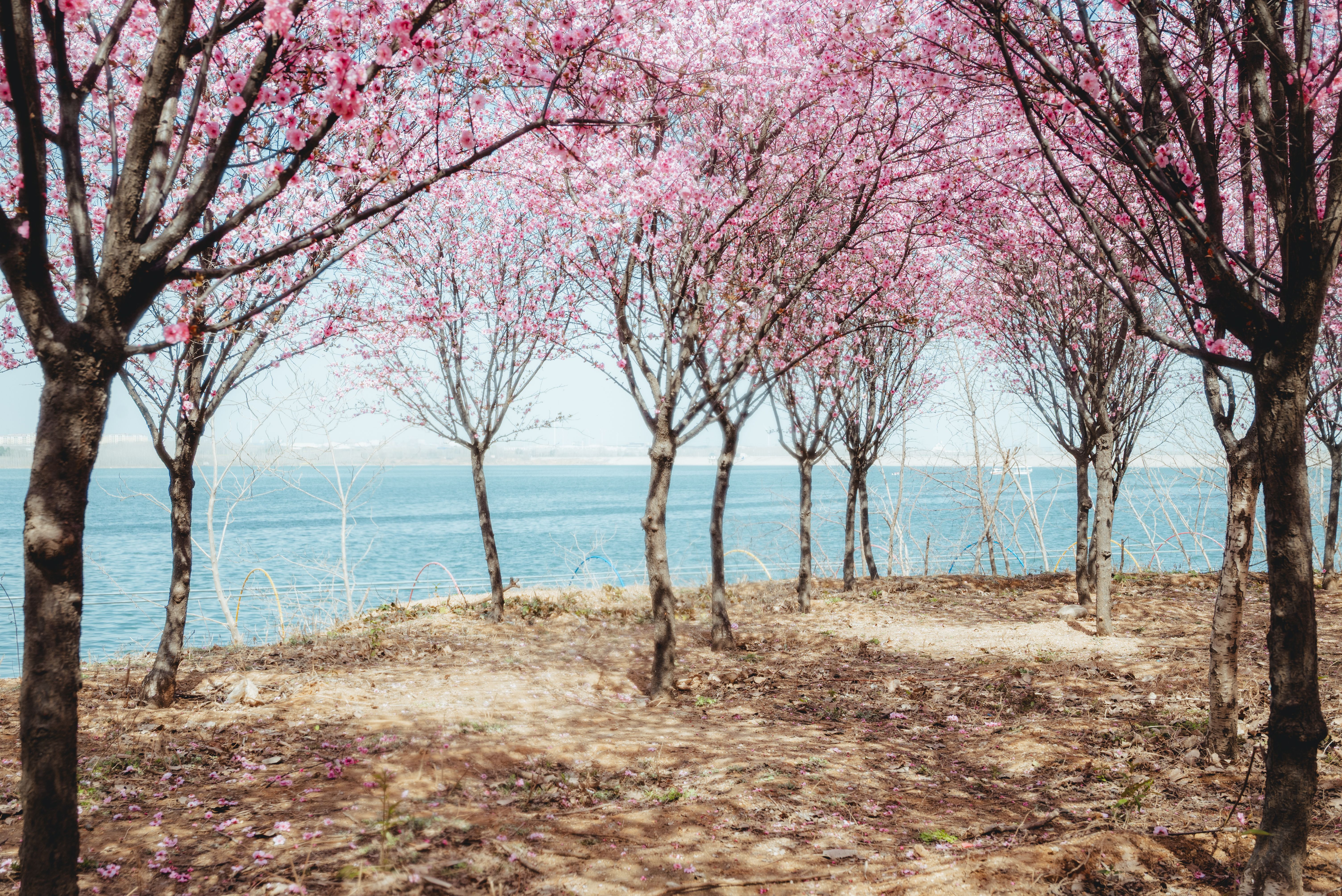 Cherry Blossom Trees by Tranquil Lake in Spring · Free Stock Photo