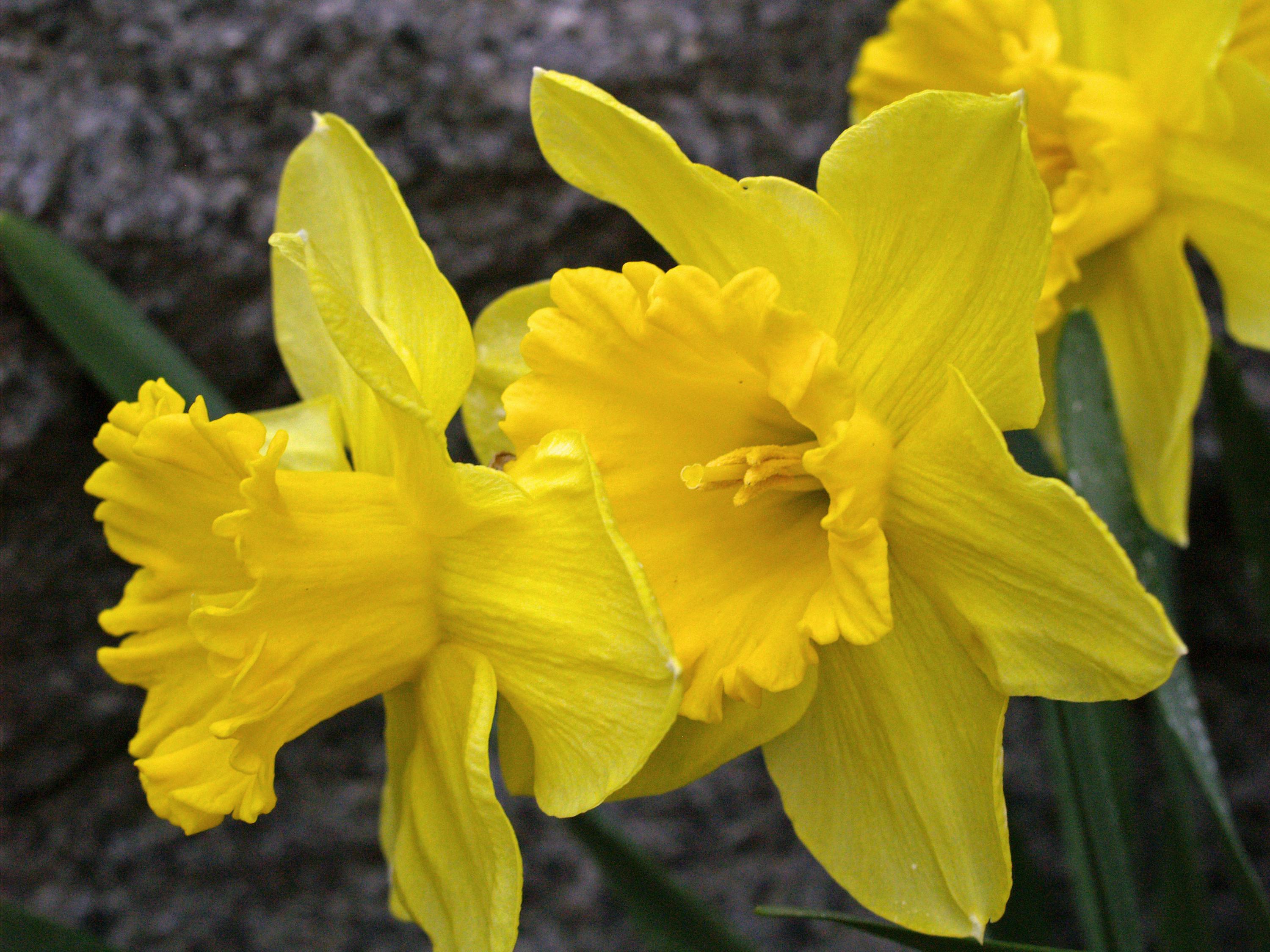 Free stock photo of daffodils, easter, flowers