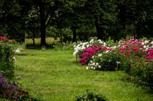 Free Lush flower garden showcasing beautiful pink and white blossoms amidst green foliage. Stock Photo