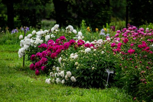 Free A lush garden scene with colorful peonies blooming, showcasing nature's vibrant beauty. Stock Photo
