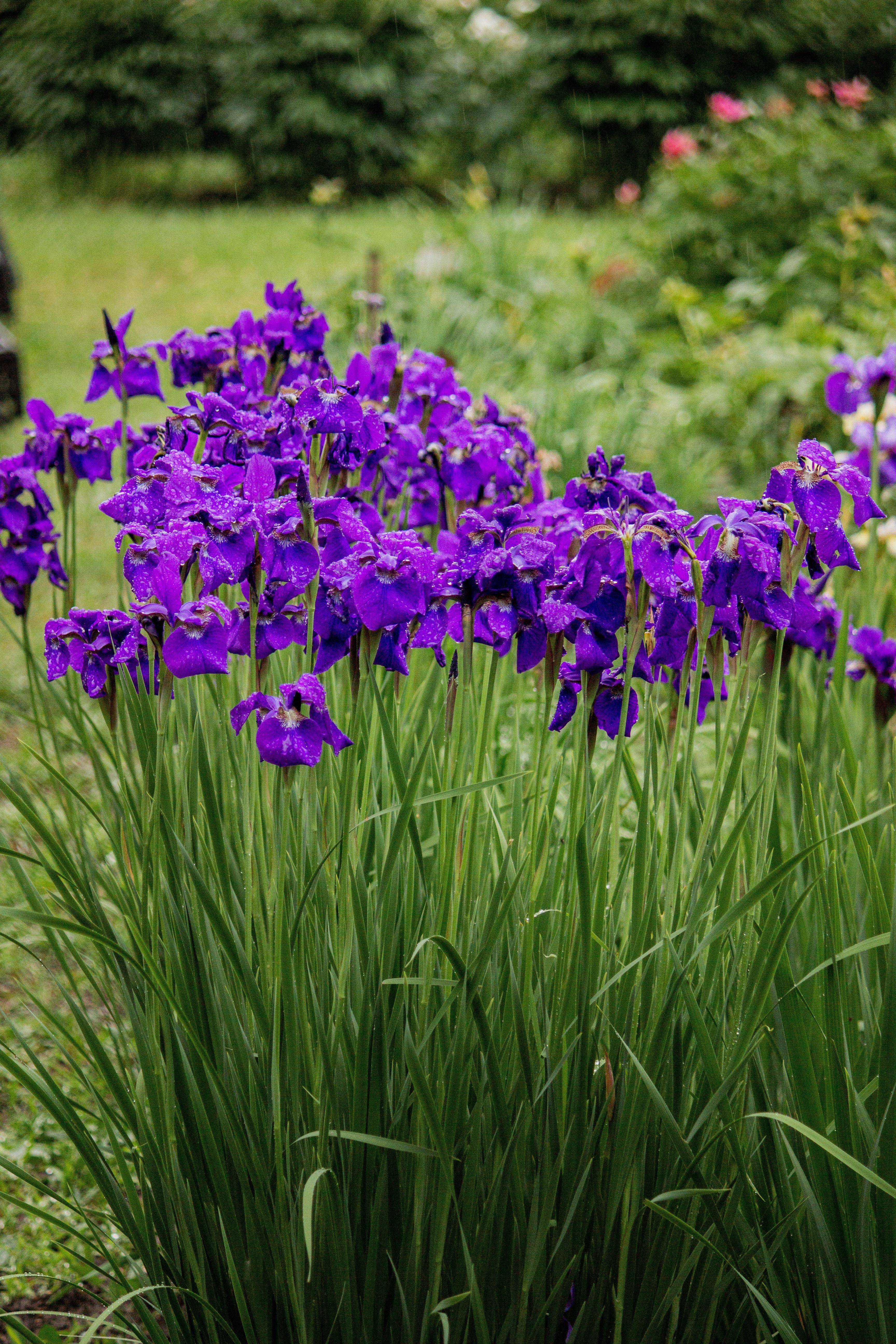 [ColoSach]-beautiful-bunch-of-purple-iris-flowers-blooming-in-a-lush-garden-setting.