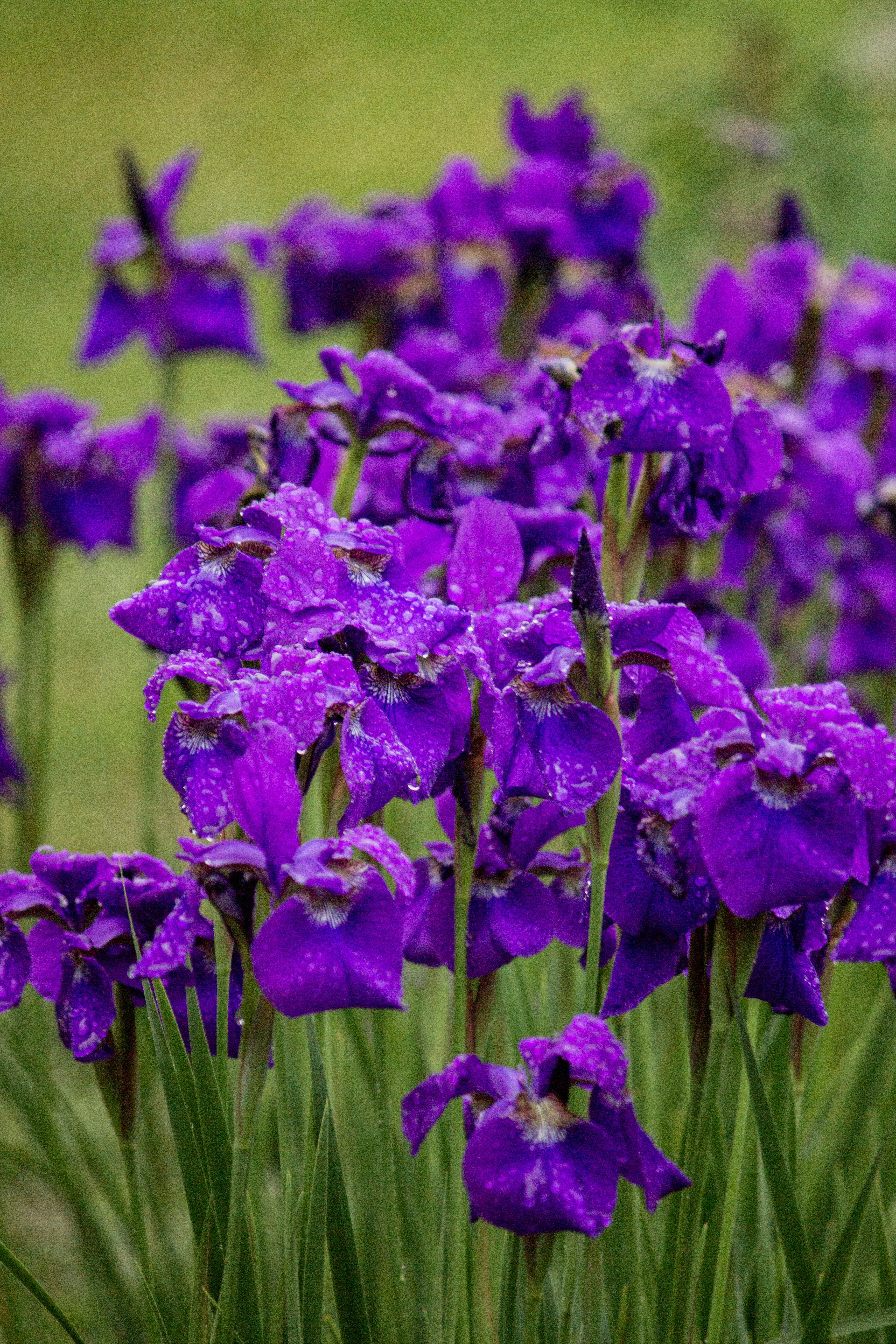 [ColoSach]-close-up-of-vibrant-purple-iris-flowers-covered-in-dew-drops,-capturing-nature's-beauty.