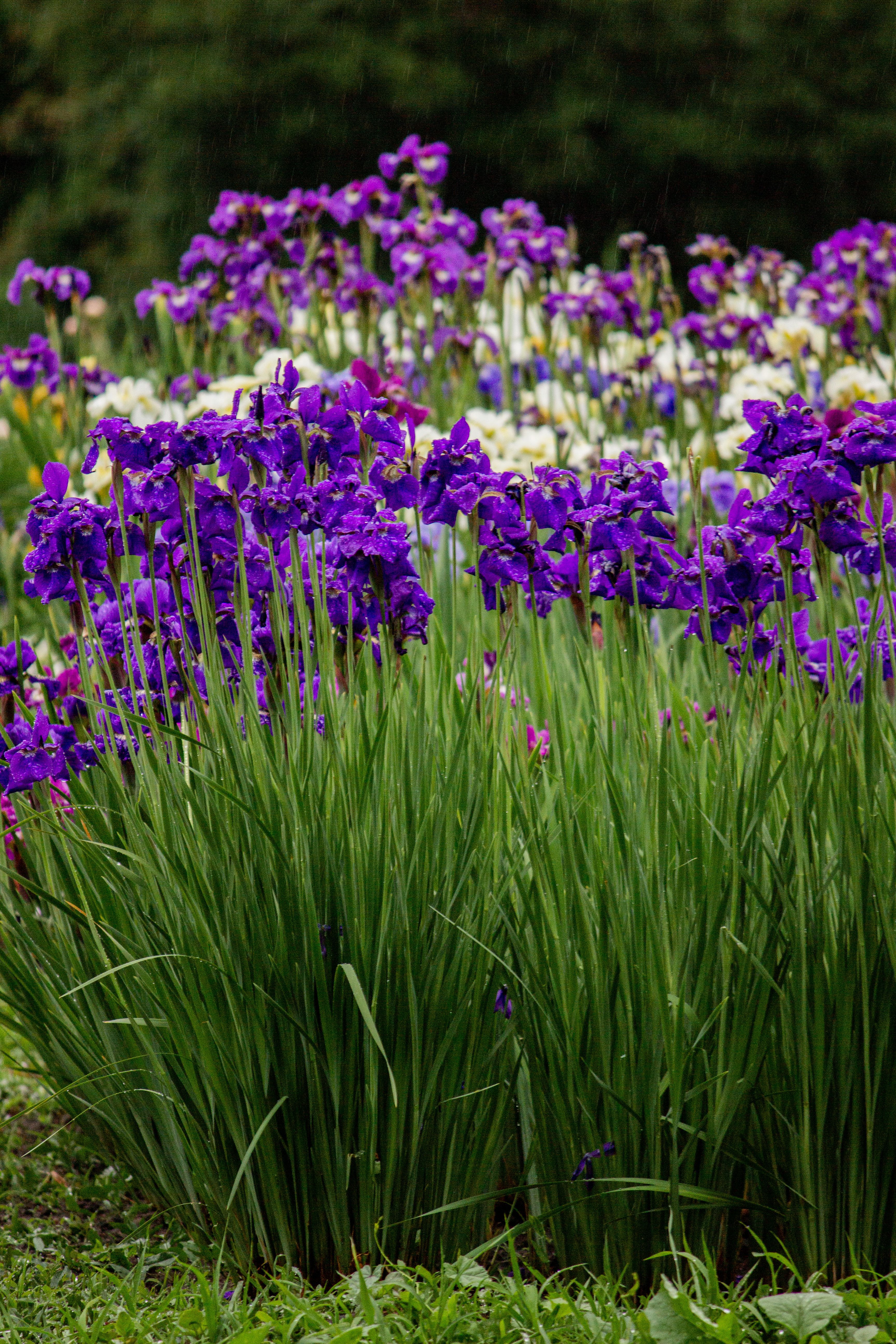 [ColoSach]-a-lush-garden-filled-with-vibrant-purple-irises-blooming-in-summer.