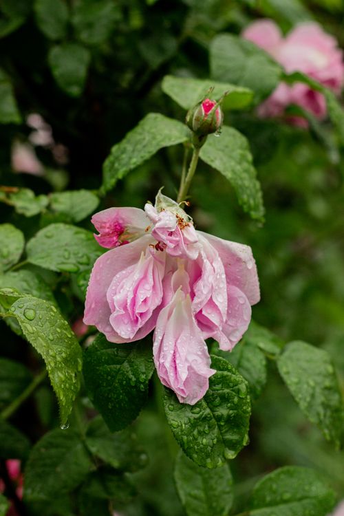 Free Detailed shot of pink roses with dewy leaves, conveying freshness in nature. Stock Photo