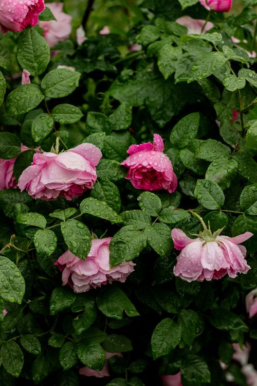 Free Lush pink roses with dewdrops in a vibrant green garden. Stock Photo