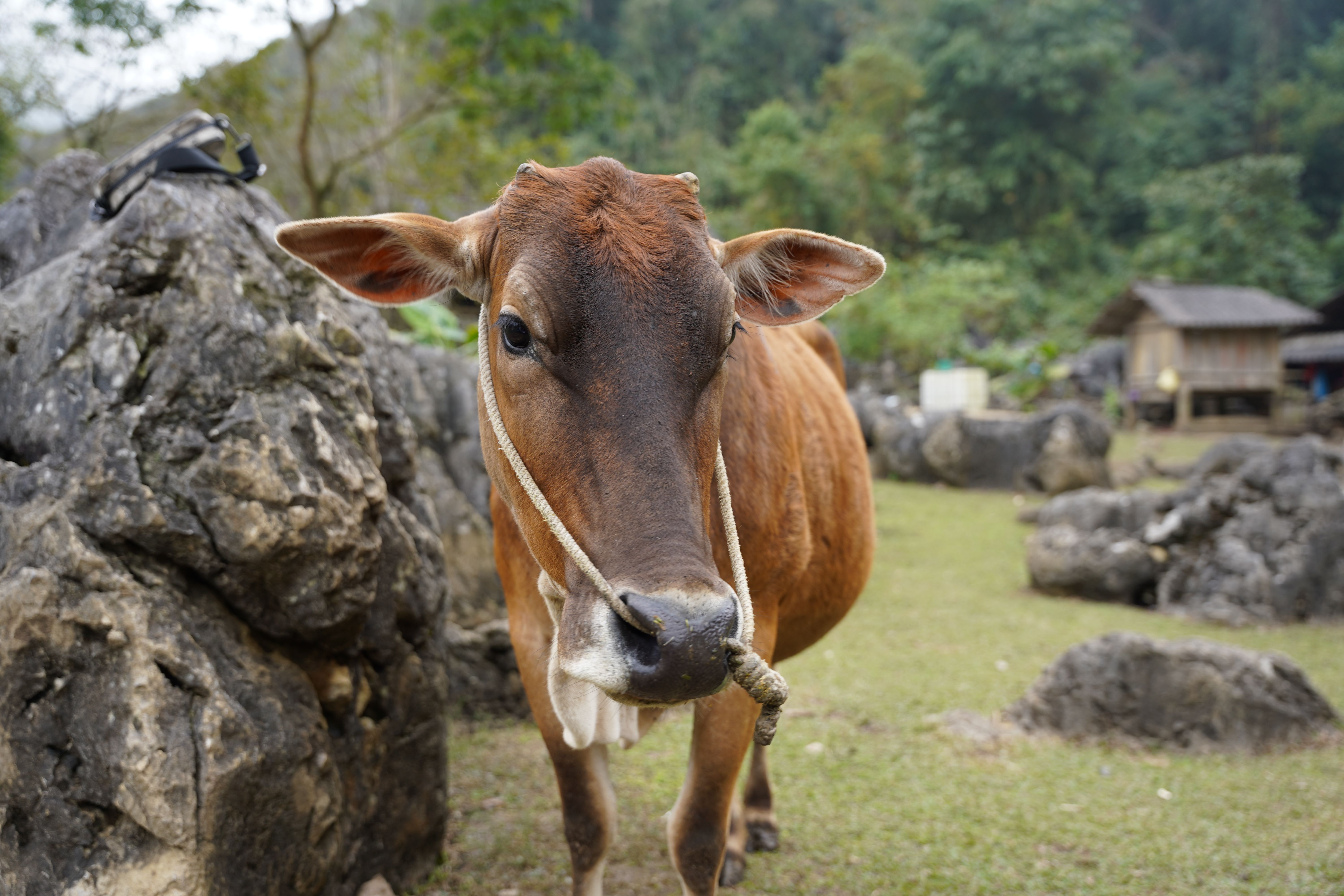 A close-up of a cow in Moc Chau, Vietnam with a rural landscape backdrop.