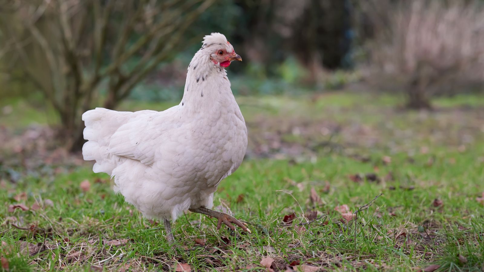 A white hen strolling through a green garden, an illustrative real photo nodding to the chickens of Fable's Albion