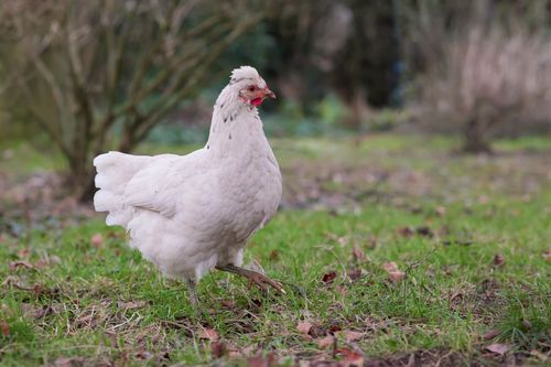 Free A domestic white hen with a crested comb walking through a lush garden patch outdoors. Stock Photo
