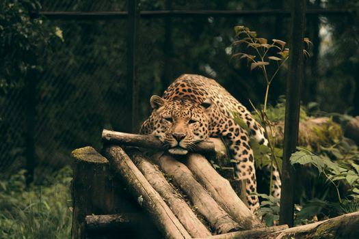 A leopard relaxes on wooden logs in a lush, outdoor setting, showcasing its natural beauty.