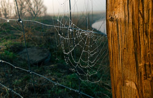 免费 棕色木柱上的湿蜘蛛网 素材图片