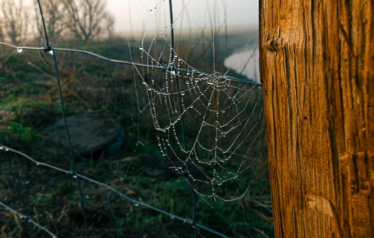 Wet Spider Web On Brown Wooden Post