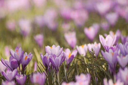 Purple Crocus Flowers in Bloom