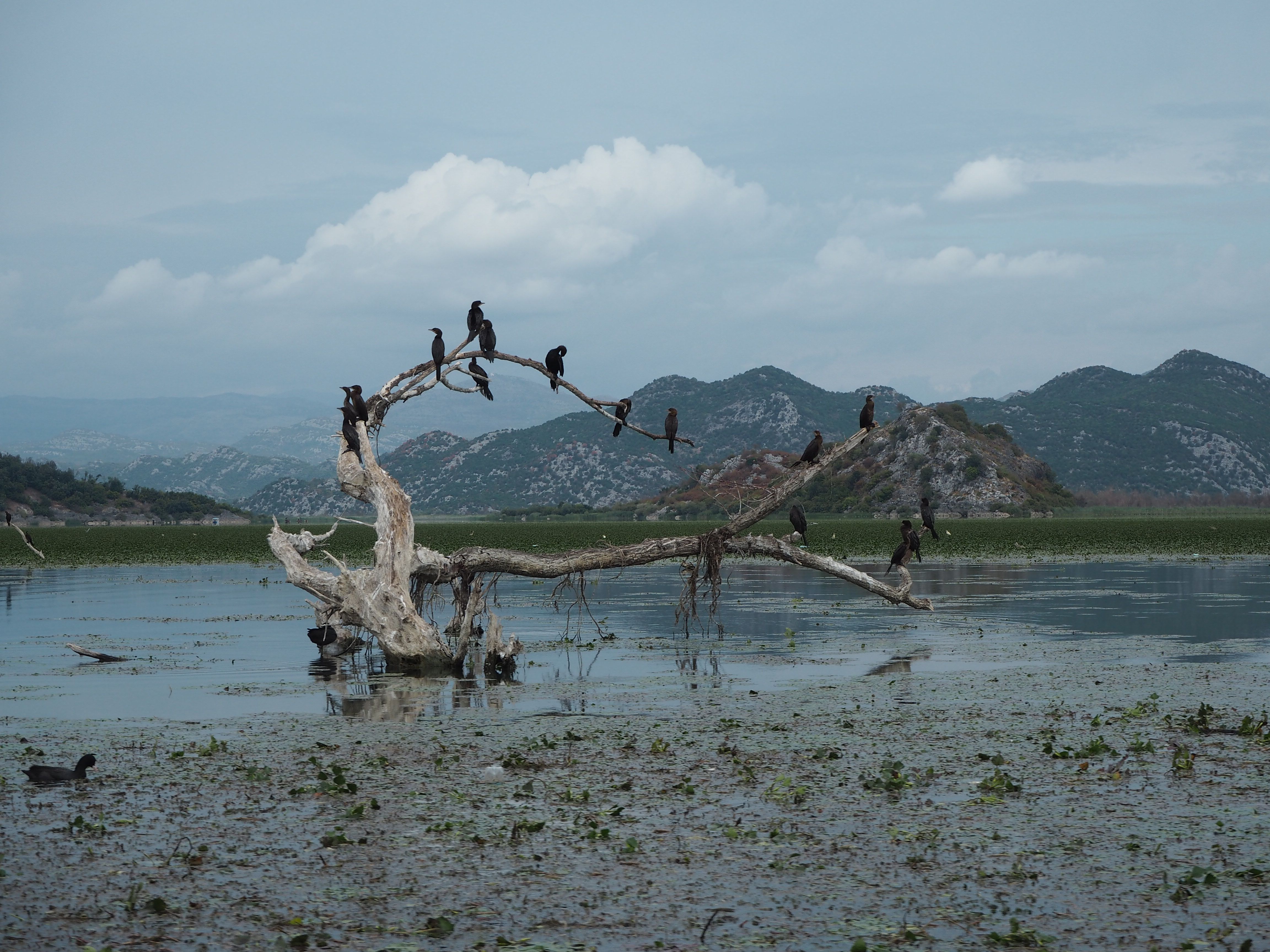 Black cormorants on a tranquil lake branch with mountain backdrop.