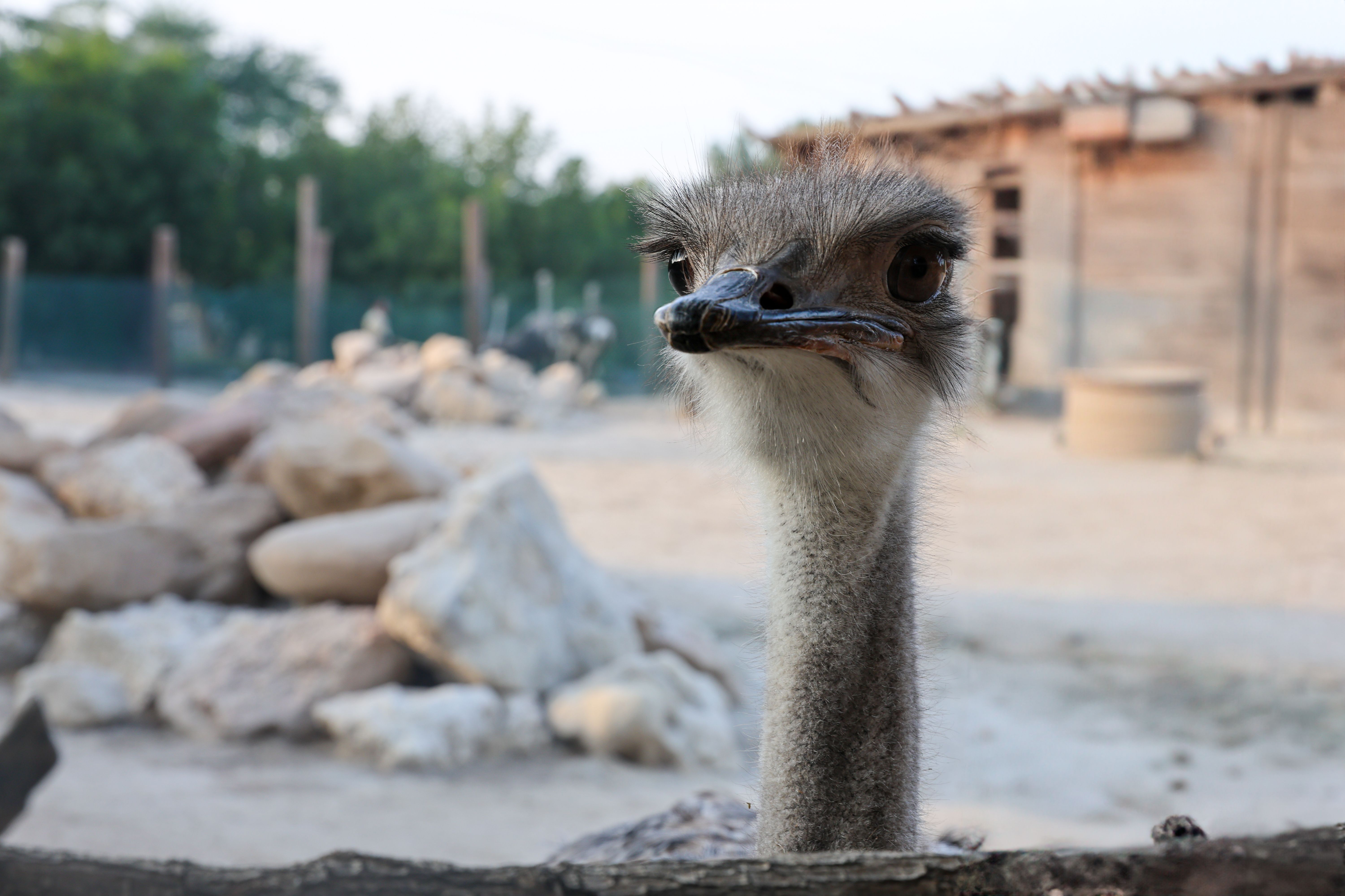 Ostrich Experience