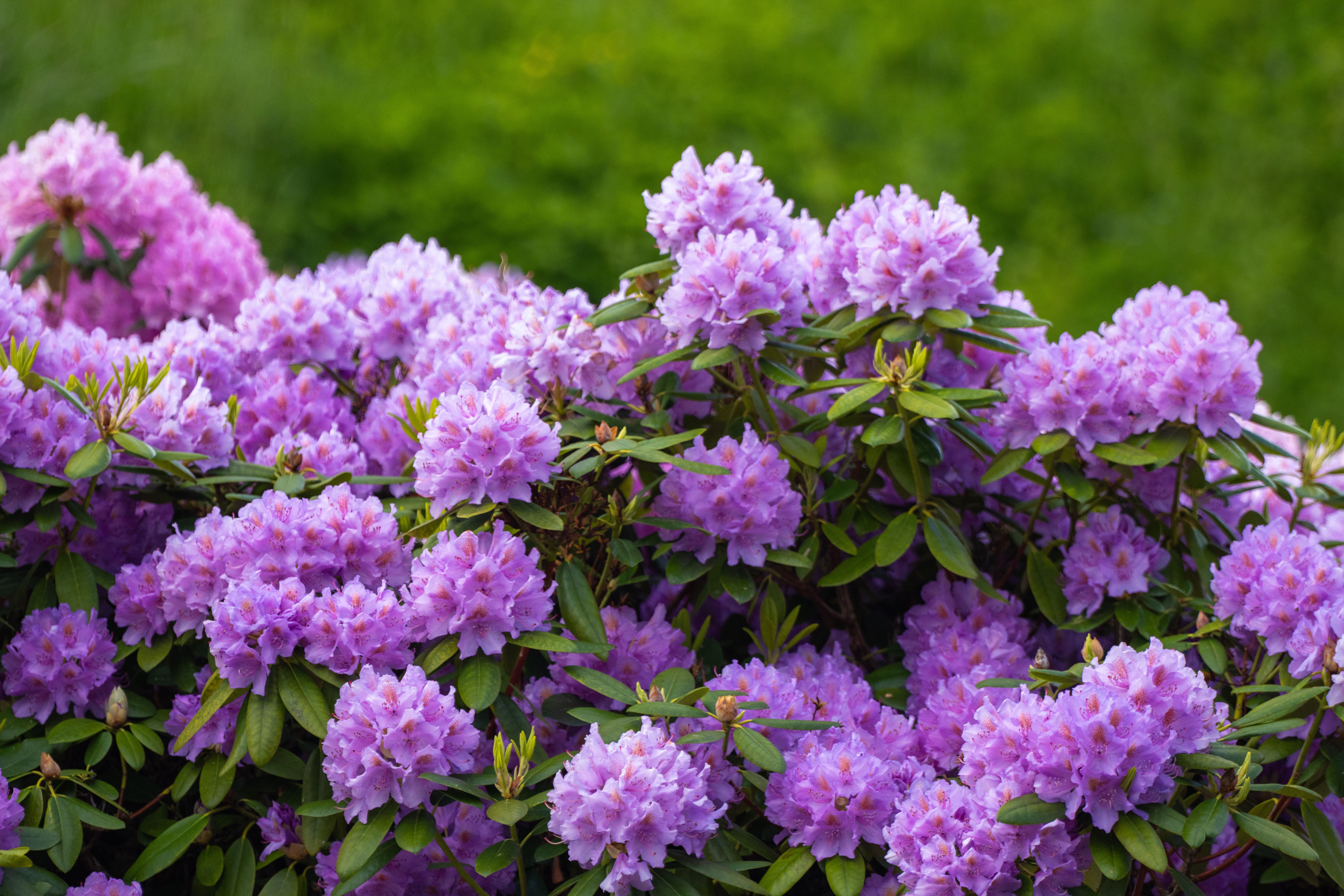 [ColoSach]-beautiful-purple-rhododendrons-in-bloom-captured-outdoors-in-jönköping,-sweden.